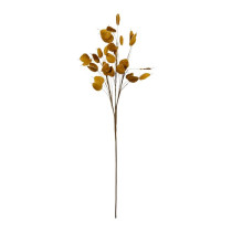 BRANCHAGE BECKIA AMBRE