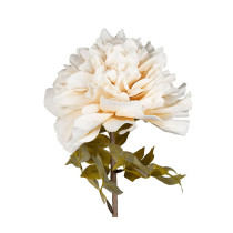FLEUR PROTEACE